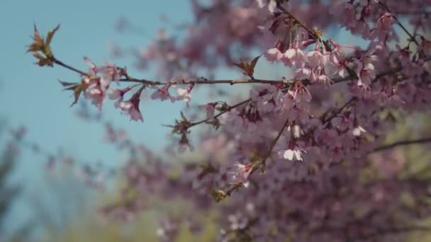 Flor exuberante sakura cerezo — Vídeo de stock