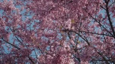 Güzel yemyeşil çiçek açan kiraz ağacı.