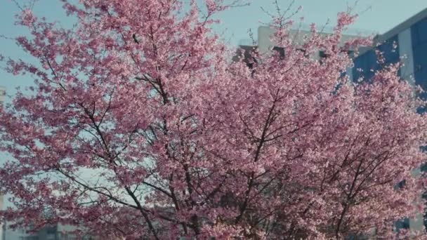 Svěží kvetoucí sakura třešeň — Stock video