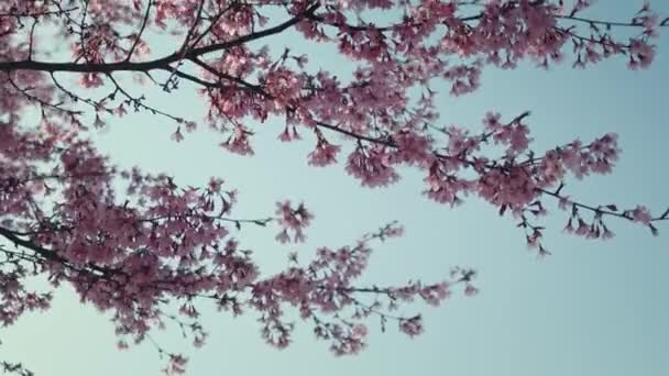 Kvetoucí sakura třešeň — Stock video