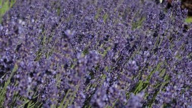 Yaz böcekleriyle dolu lavanta tarlası