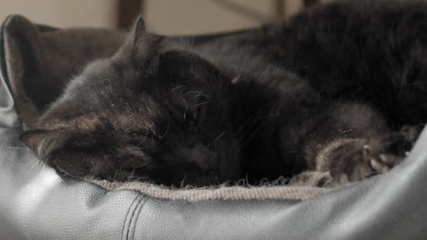 Czarny kot pławi się w swoim łóżku w miękkim świetle zachodu słońca — Wideo stockowe