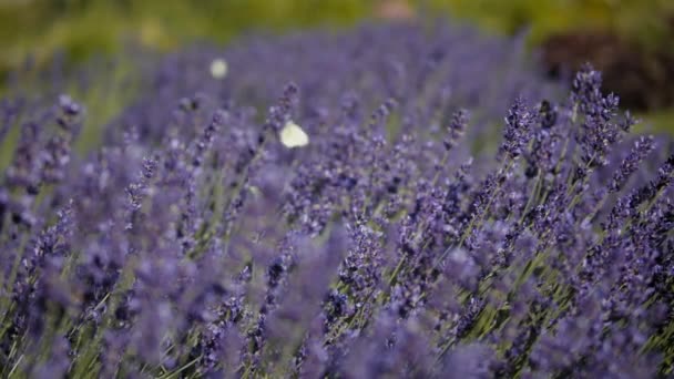 Lavendel blommor med insekter — Stockvideo