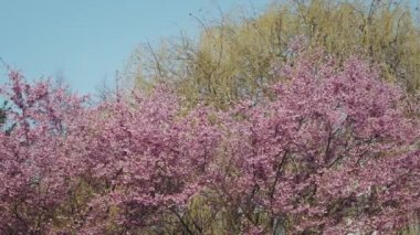 Güzel Japon çiçekleri - Sakura - Bahar zamanı
