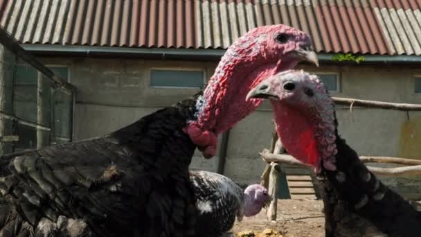 Turkey On A Farm — Stock Video