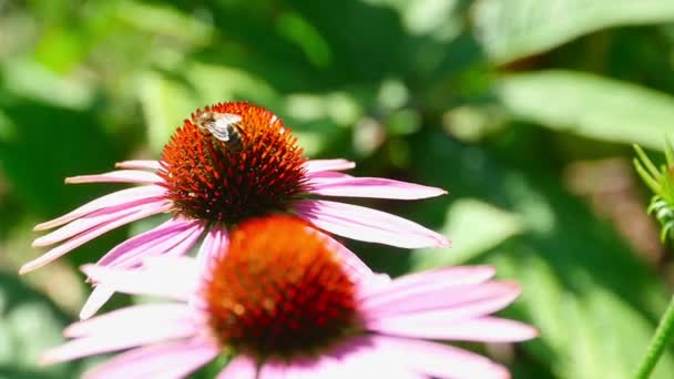 Abeja en una flor — Vídeos de Stock