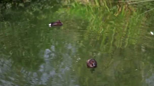 Un par de patos. — Vídeo de stock