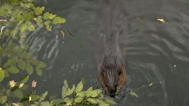 Hungry beaver — Stock Video