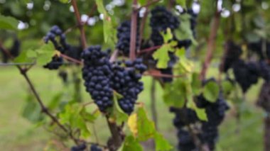 bir Bush mavi üzüm