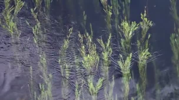 Underwater växter — Stockvideo