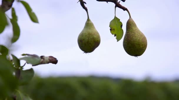 Un par de peras en un árbol — Vídeos de Stock