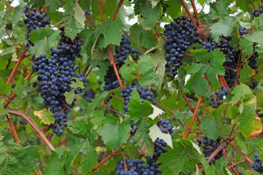 bir Bush mavi üzüm