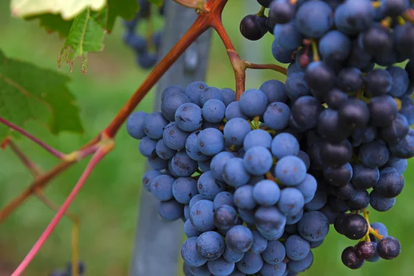 Blue grapes on a bush — Stock Photo, Image