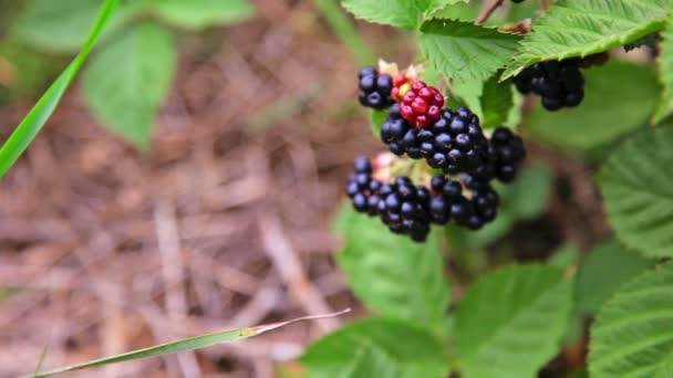 Arbusto de Blakcberry — Vídeo de Stock