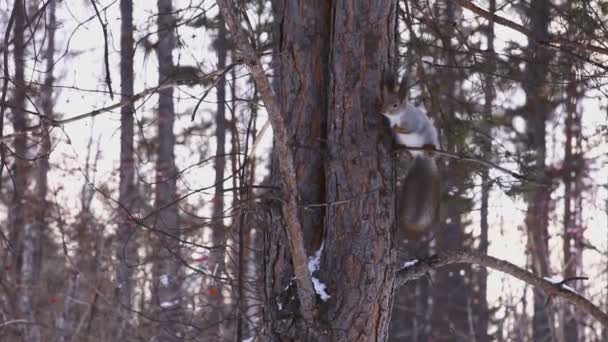 Una ardilla gris cayendo por un árbol — Vídeo de stock