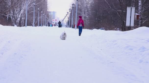 Pequeño perro blanco corriendo detrás de su dueño — Vídeos de Stock