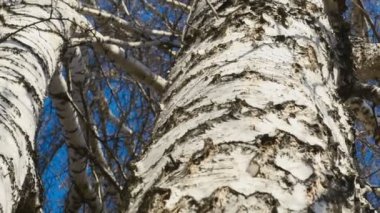 Gövde Birch, güneşli bahar günü