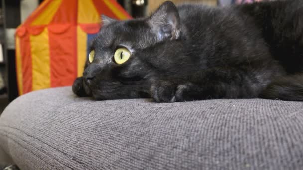 Μαύρη γάτα με κίτρινα μάτια — Αρχείο Βίντεο