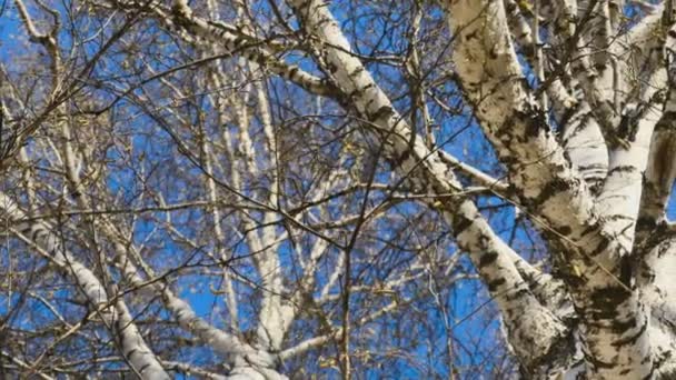 View of birch trees — Stock Video