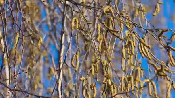 Close-up video of birch burgeons — Stock Video