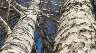 Gövde Birch, güneşli bahar günü