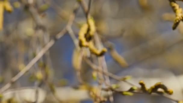 Close-up video of birch burgeons — Stock Video