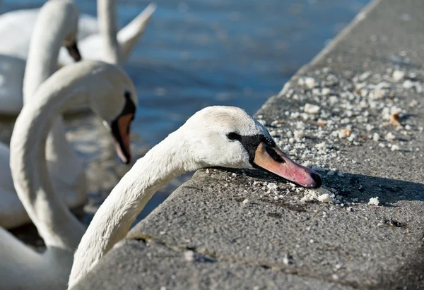 Cisne mudo Fotos De Bancos De Imagens