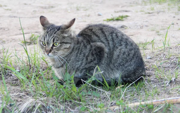 길에서 집없는 회색 고양이, 길잃은 동물에 대한 개념. — 스톡 사진