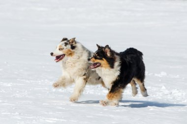 Avustralyalı çoban