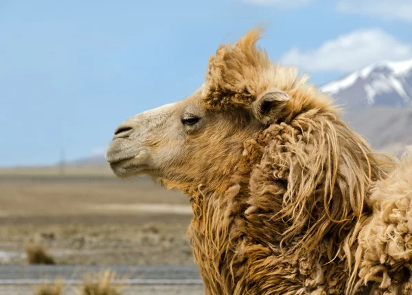 The camel — Stock Photo, Image