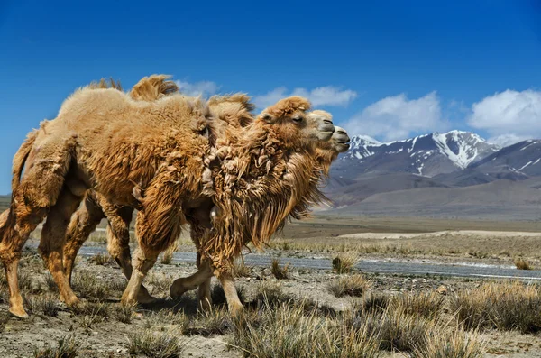 Twee-humped kamelen — Stockfoto