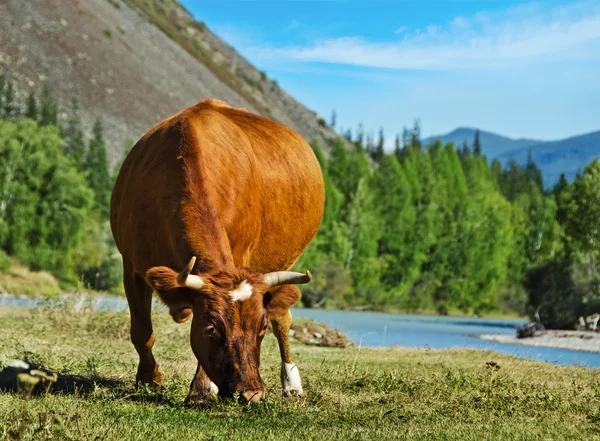 Корова пасутся на летнем лугу — стоковое фото