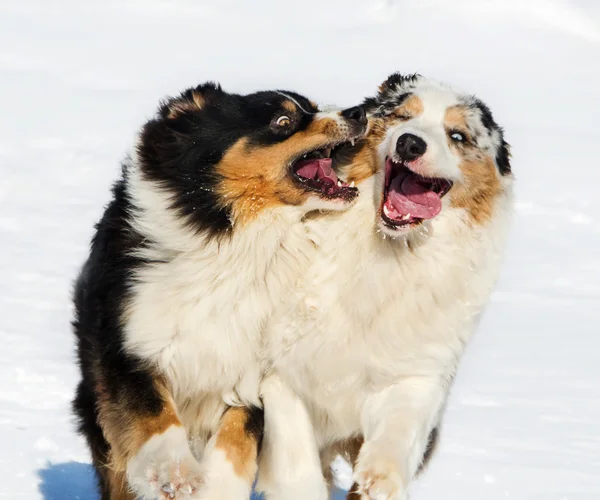 Australian Shepherds — Stock Photo, Image