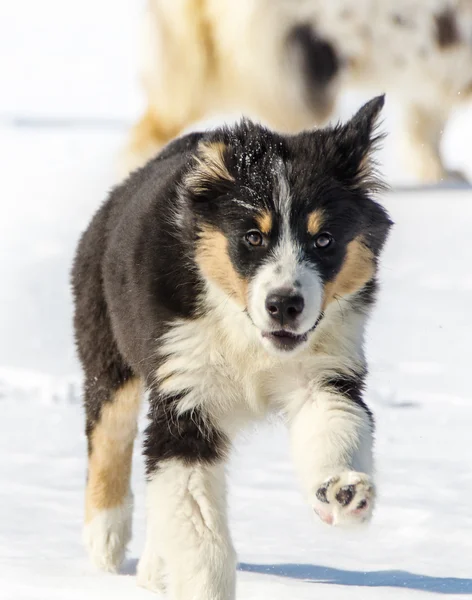 The puppy of Australian shepherd — Stock Photo, Image