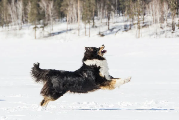 The Australian shepherd — Stock Photo, Image