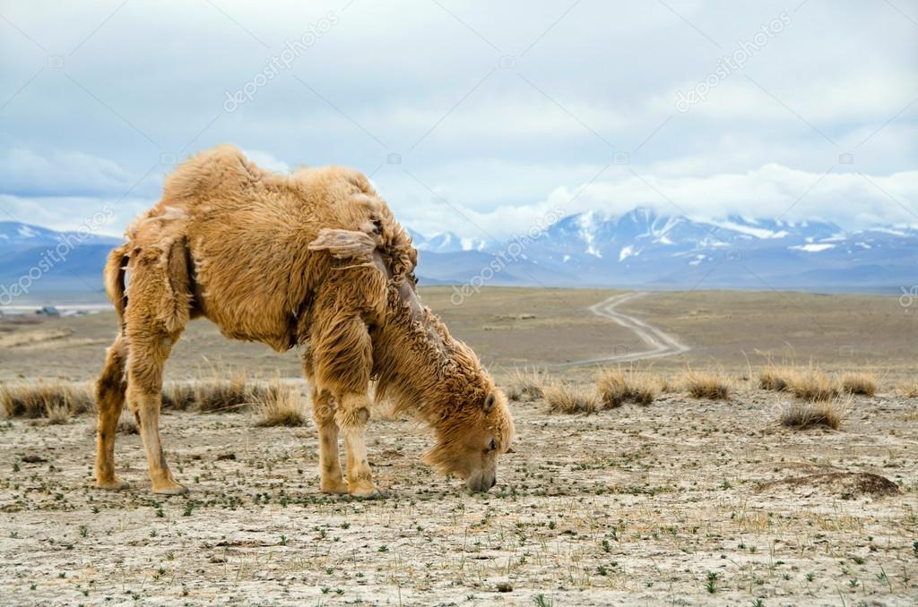 two-humped camel 