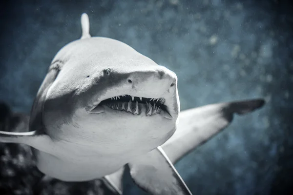 Tiburón flotando en el agua . — Foto de Stock