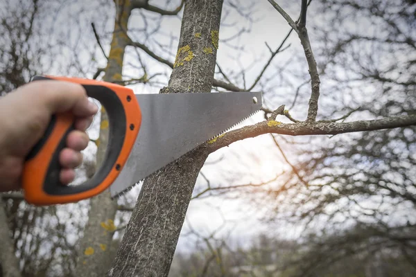 Homme coupe les branches des arbres sciage . — Photo