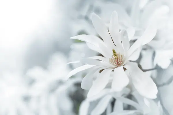 White magnolia blossoms. — Stock Photo, Image