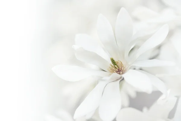 White magnolia blossoms. — Stock Photo, Image
