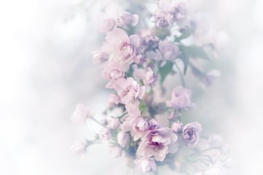 Bahar sakura çiçekleri.