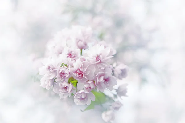 Spring sakura blossoms. — Stock Photo, Image