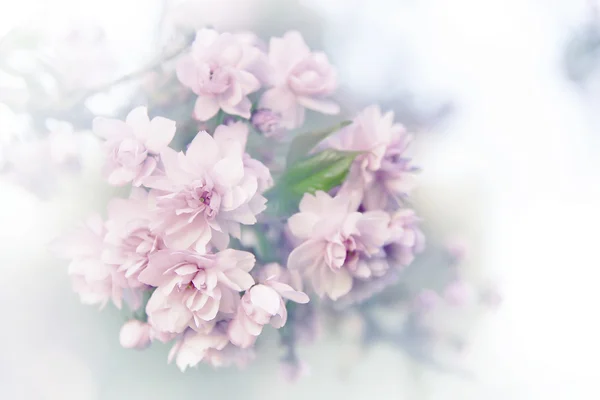 Spring sakura blossoms. — Stock Photo, Image