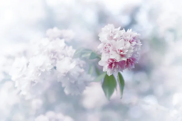 Spring sakura blossoms. — Stock Photo, Image