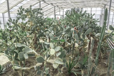 kaktüsler Botanik Bahçesi içinde.