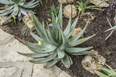 kaktüsler Botanik Bahçesi içinde.