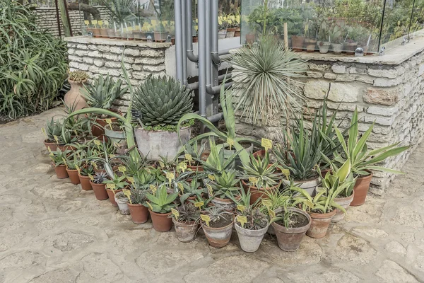 Cactus nell'orto botanico . — Foto Stock