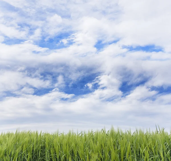 Grünes Gras und blauer Himmel. — Stockfoto