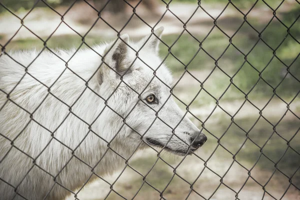 Lobo blanco en jaula . — Foto de Stock