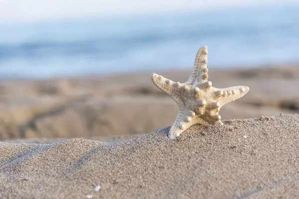 Starfish on sandy beach. — Stock Photo, Image